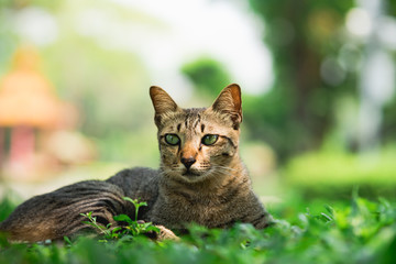 Fototapeta premium Portrait striped cat sleep on green nature environment