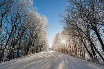 Snowy trees in clear weather