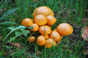 Pholiote remarquable