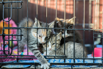 3 kittens are caged in an animal shelter