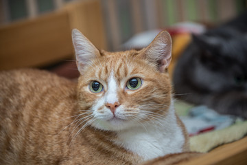A green-eyed red cat is lying on a sofa on a plaid and looks at the camera