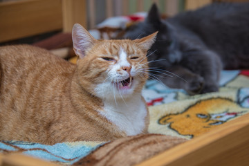 A green-eyed red cat is lying on a sofa on a plaid and yawns