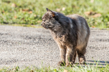 street wild homeless cat