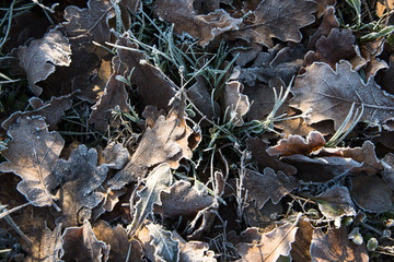 texture of autumn leaves frosts on grass close up