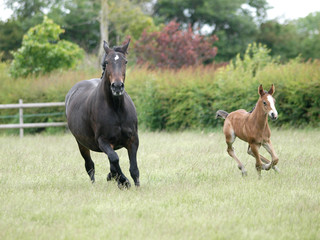 Mare and Foal