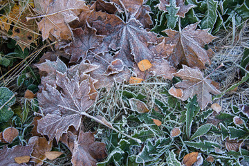 texture of autumn leaves frosts on grass close up