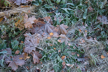 texture of autumn leaves frosts on grass