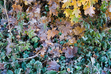texture of autumn leaves frosts on grass