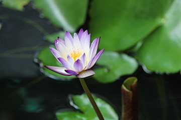 Unusual purple tip white Waterlily 