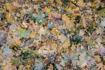 Obraz premium texture of autumn leaves frosts on grass
