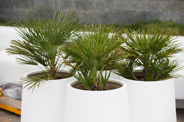tubs with palm trees outdoors, park gardening