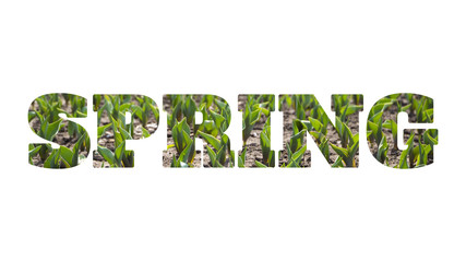 Word SPRING made of photo of tulip sprouts, isolated on white background