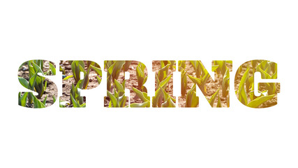 Word SPRING made of photo of tulip sprouts, isolated on white background