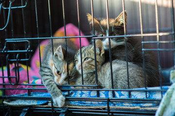 3 kittens are caged in an animal shelter
