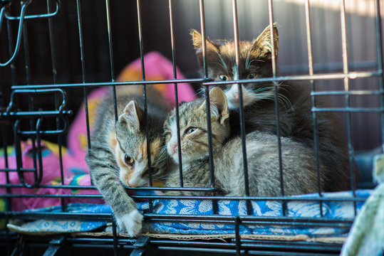 3 Kittens Are Caged In An Animal Shelter