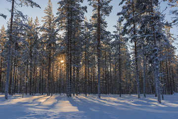 the winter in swedish Lapland