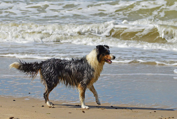 Wet Australian Shepherd on a beach