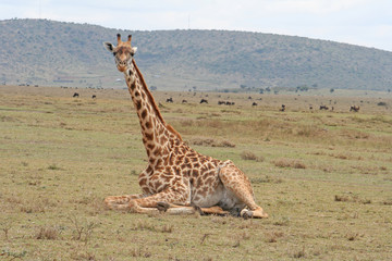 sitzende Giraffe in der Savanne