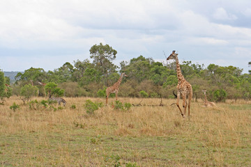 Giraffen  Familie im Nationalpark Masai Mara