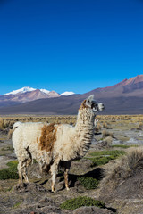 The Andean landscape with Prinacota volcano, Bolivia