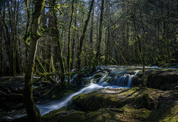 Stream flowing through   mossy forest
