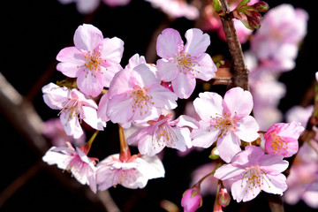 河津桜（カワヅザクラ）/早咲きの桜の代表。美しい薄ピンクで開花期間が長い。花の少ない寒い時期に咲くため非常に人気が高い。