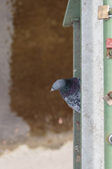 pigeon staring out from under a bridge