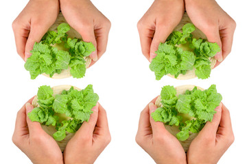 Fresh vegetable taken on hands isolated on white background, Green vegetable growing on woman hands with clipping path.