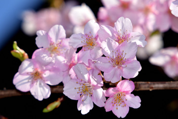 Obraz premium 河津桜（カワヅザクラ）/早咲きの桜の代表。美しい薄ピンクで開花期間が長い。花の少ない寒い時期に咲くため非常に人気が高い。