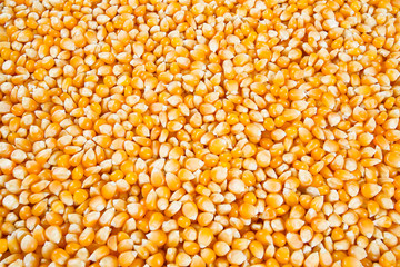 dried corn kernels
