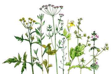 watercolor drawing flowers and plants