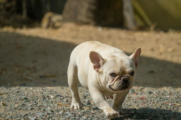 Fototapeta premium Cute little French bulldog playing on dirt ground, close-up shot.