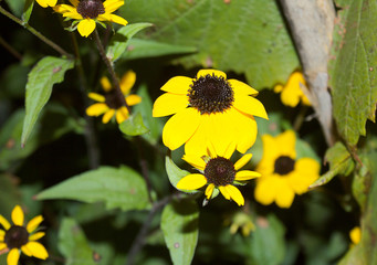 Yellow, gentle, beautiful flowers of rudbeckia grow in the garden.  Many flowers on one bush.