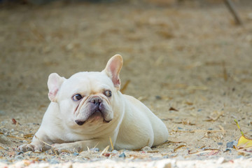 Cute little French bulldog playing on dirt ground, close-up shot.