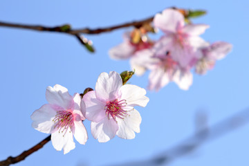河津桜（カワヅザクラ）/早咲きの桜の代表。美しい薄ピンクで開花期間が長い。花の少ない寒い時期に咲くため非常に人気が高い。