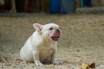 Cute little French bulldog playing on dirt ground, close-up shot.