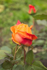 A delicate bud, a red, orange rose.  Grows in the garden.