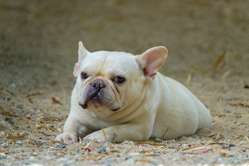 Fototapeta premium Cute little French bulldog playing on dirt ground, close-up shot.