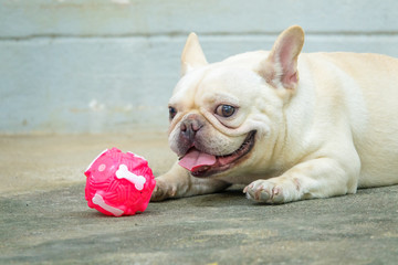 Cute little French bulldog resting on floor, close-up shot.
