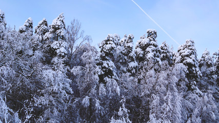 Заснеженный лес