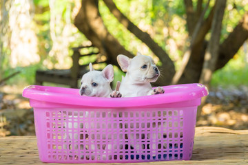 Cute little French bulldog on pink basket, close-up shot.