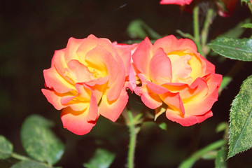 A beautiful two-tone, open rose, red with yellow.  Close-up, growing in the garden.