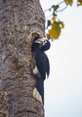 Hornbill on tree