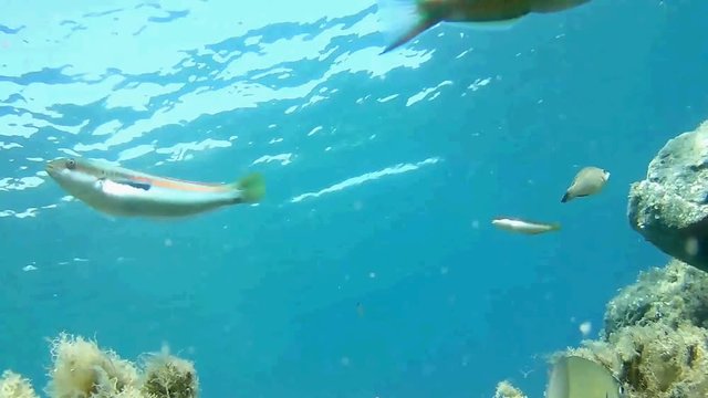 Visitors on the reef (accelerated version)