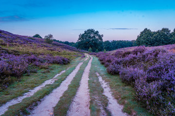 Posbank National park Veluwe, purple pink heather in bloom, blooming heater on the Veluwe by the...