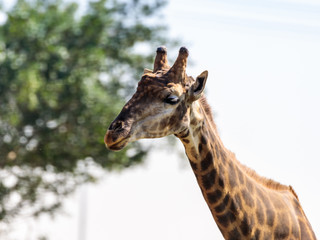 The head of  a giraffe (Giraffa) on a sunny day against a green tree