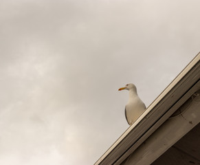 Seagull perched on a roof