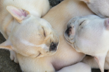 Cute little French bulldog sleeping together, close-up shot.