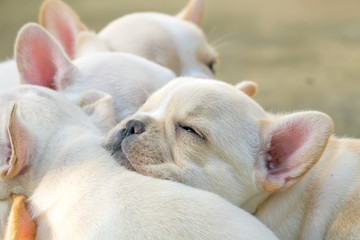 Cute little French bulldog sleeping together, close-up shot.
