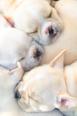 Cute little French bulldog sleeping together, close-up shot.